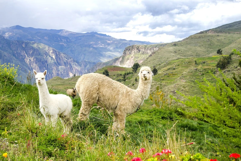 cañon del colca