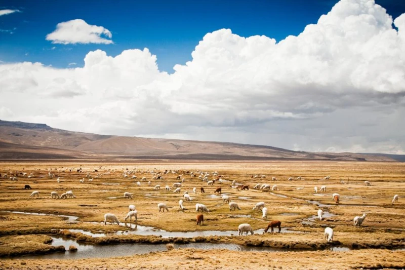 puno a arequipa