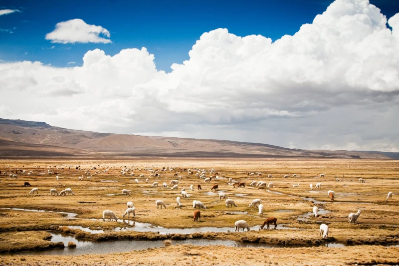 salinas arequipa