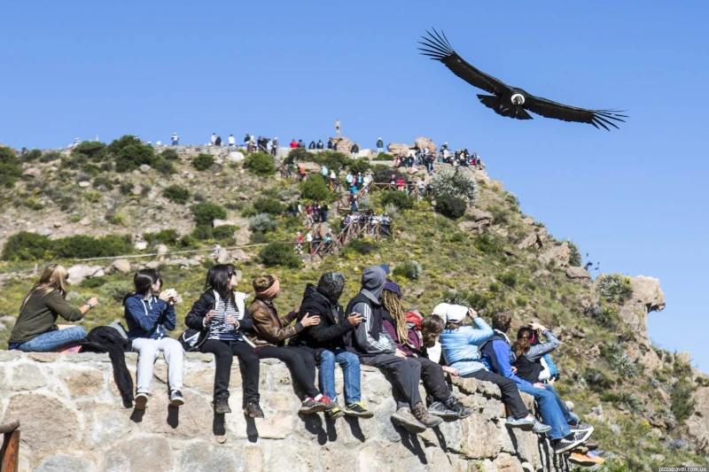 Cóndor en el Cañón del Colca