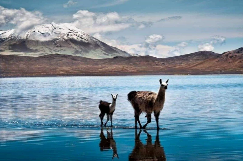 Cañón del Colca 2 Días